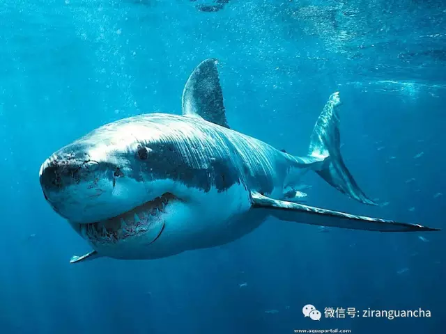 大青鲨(顶级掠食者的血盆大口，也难逃人类的那张嘴)