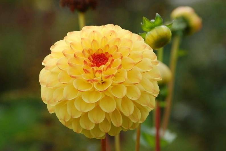 网球花花语(6种开成球一样的花卉,美的不像话!