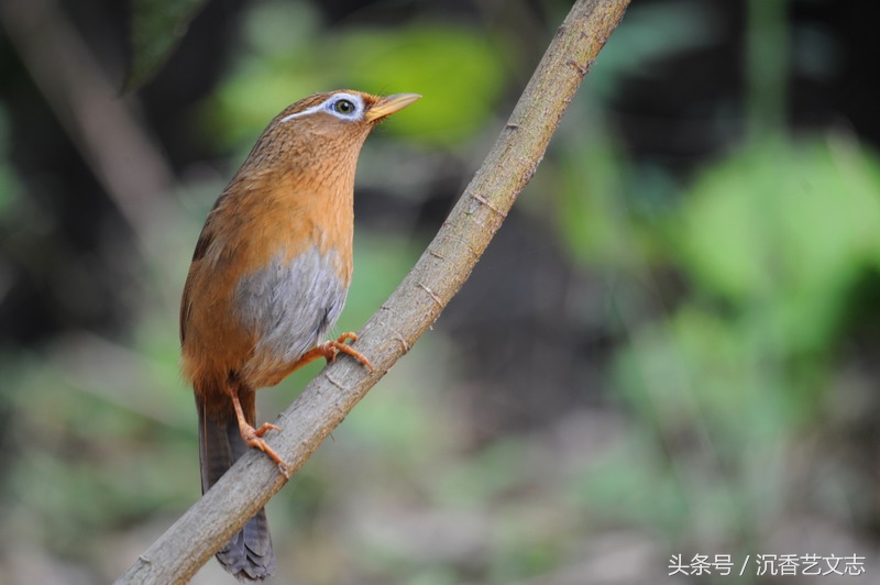 一代文宗欧阳修，诗文革新多隽语