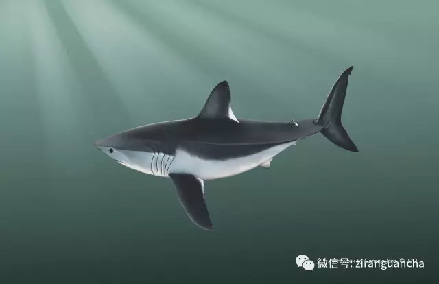 大青鲨(顶级掠食者的血盆大口，也难逃人类的那张嘴)