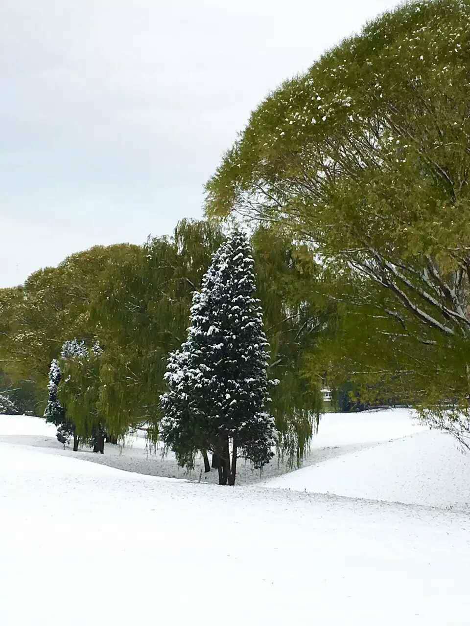 15个描写雪的片段，给京城春雪中快乐的你