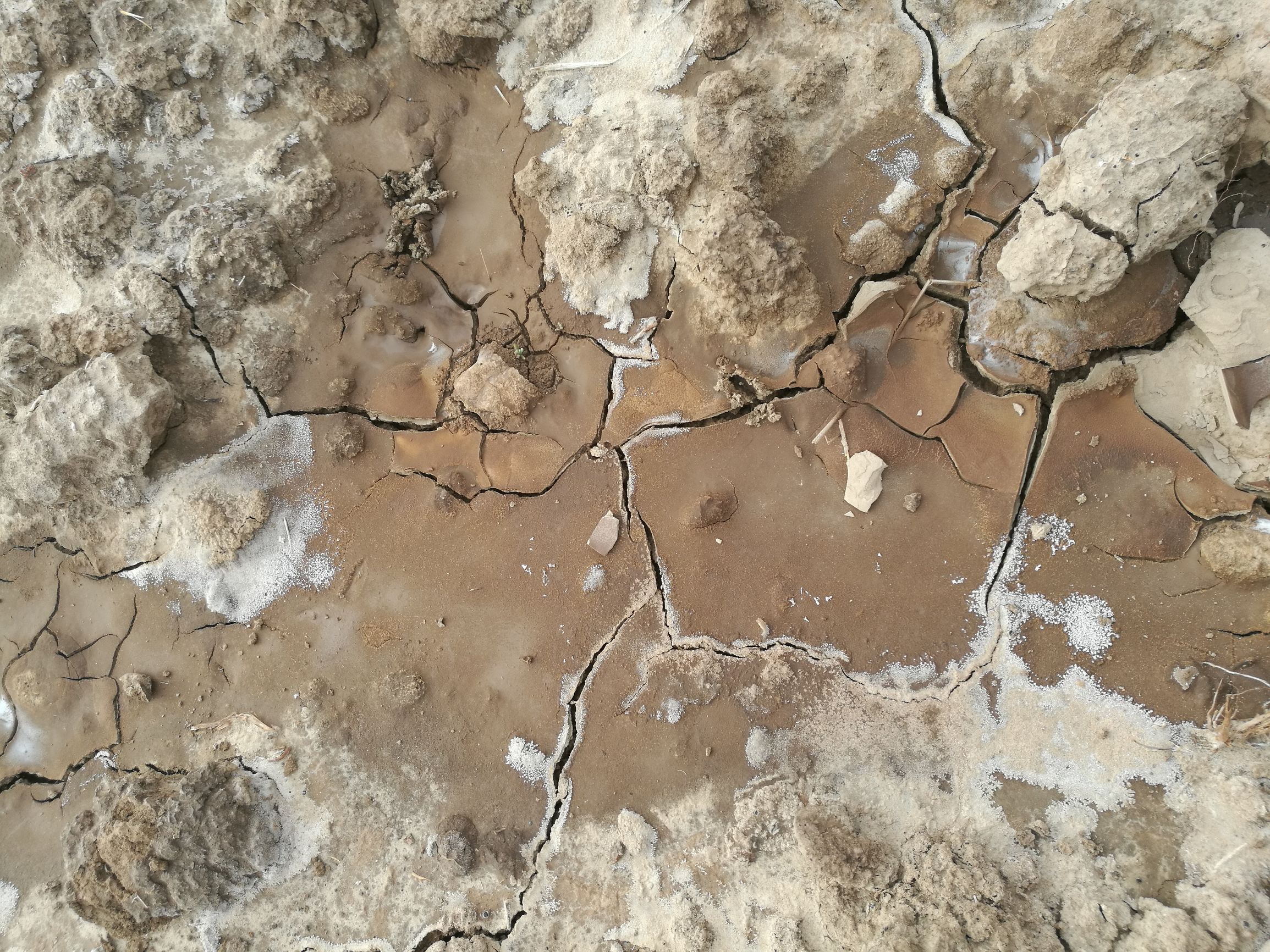 盐碱地改良方法(土壤盐渍化怎样改良)-知道啦