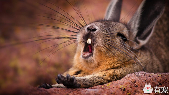 龙猫是什么动物 龙猫打一生肖-千百号