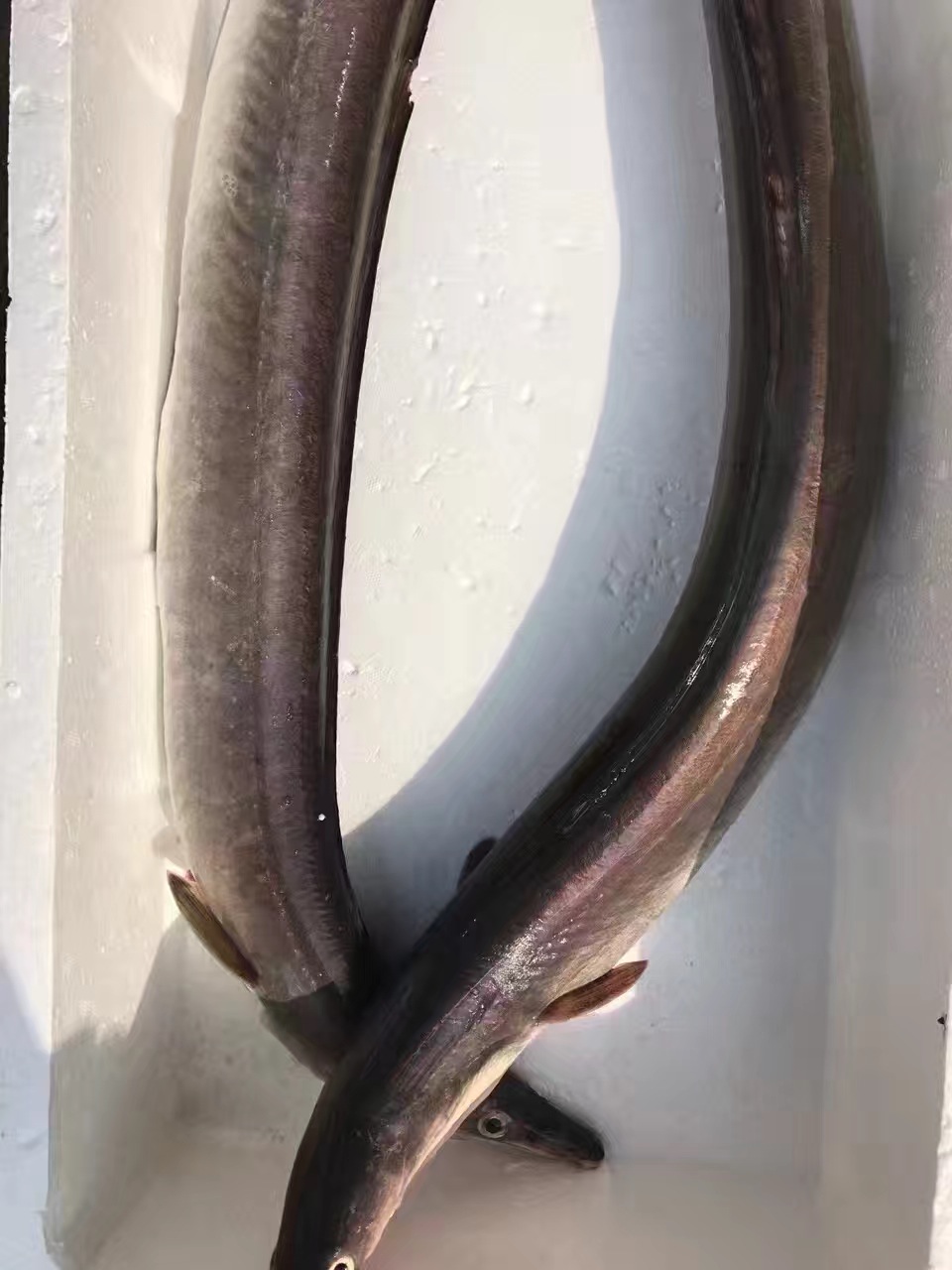 鳗的种类有哪些(鳗鱼都有哪些品种) - 武陵观察网