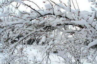 雪里已知春信至，寒梅点缀琼枝腻，梦中轻呼唤雪来