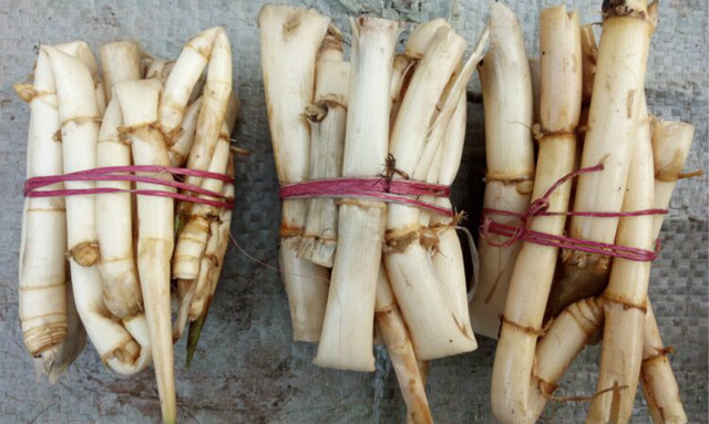 神奇的"芦根"!清胃火,治口臭,解鱼毒,堪称一绝!