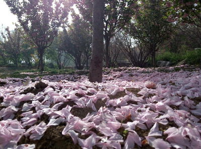 十里樱花将开，河北科大邀你赏四海八荒第一美景