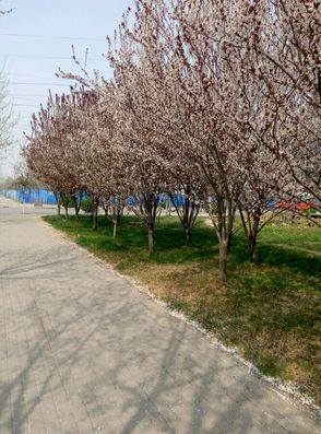 十里樱花将开，河北科大邀你赏四海八荒第一美景