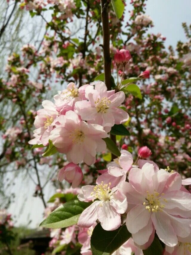 十里樱花将开，河北科大邀你赏四海八荒第一美景