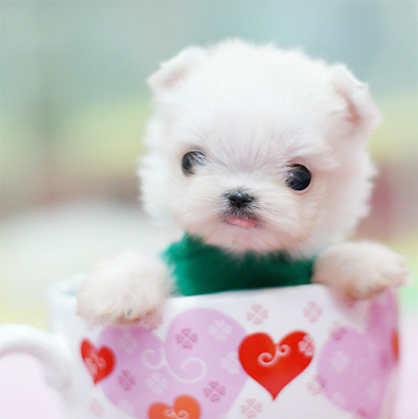 茶杯犬的寿命 茶杯犬能活几天-春风号,忽如一夜春风来千树万树梨花开