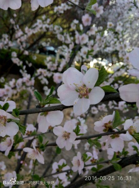 十里樱花将开，河北科大邀你赏四海八荒第一美景