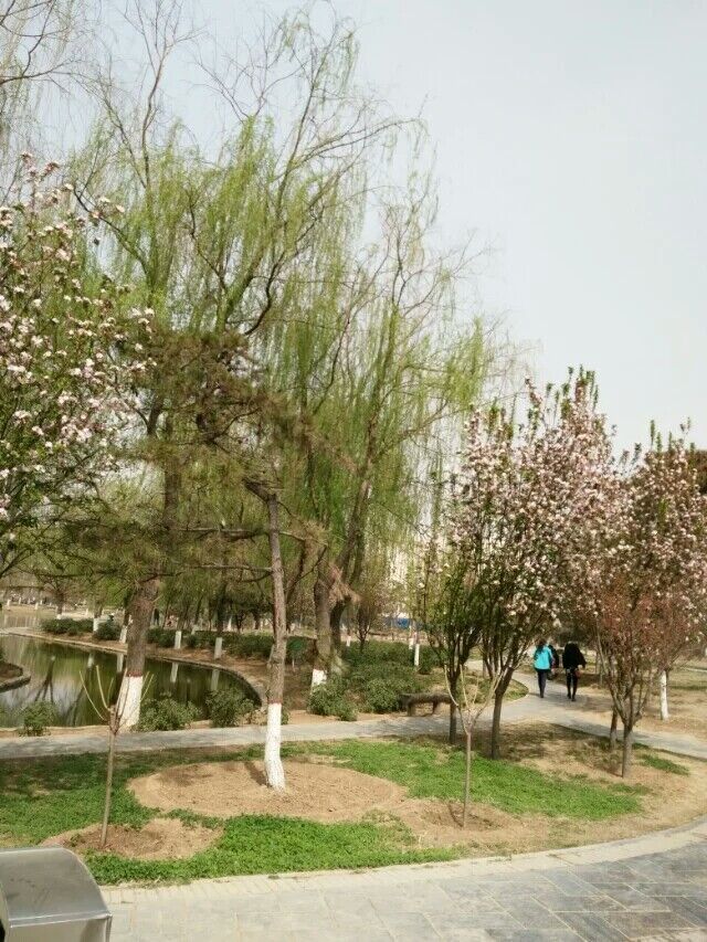 十里樱花将开，河北科大邀你赏四海八荒第一美景