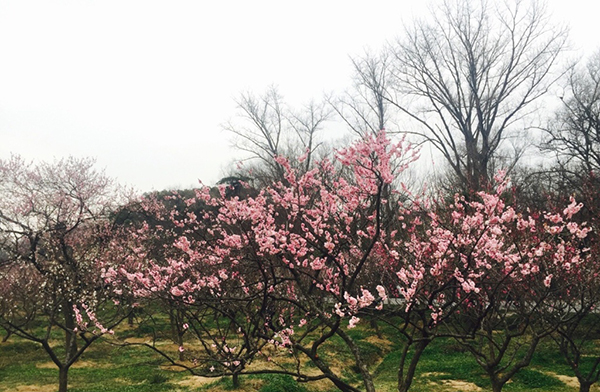 南朝四百八十寺 多少楼台烟雨中 记节后暴走南京