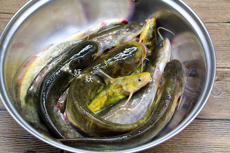 黄鲶鱼的功效与作用-我的快乐小窝