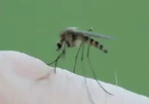 蚊子吸血全过程