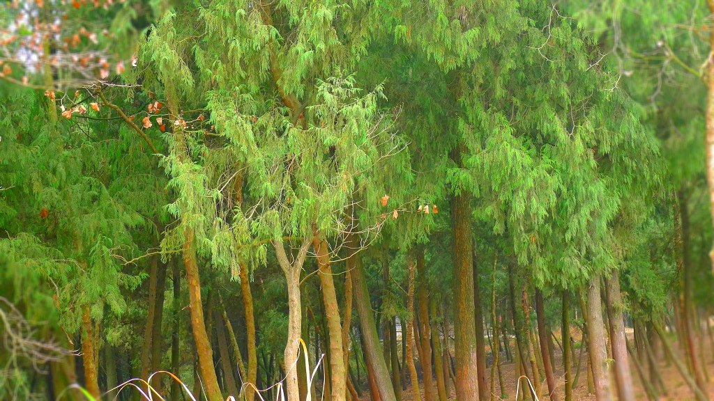 扁柏树图片(图说丨乌发止血的侧柏) - 赤虎壹号