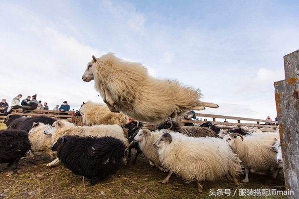 去冰岛穿什么衣服(扔外套！冰岛特产毛衣温暖百搭)