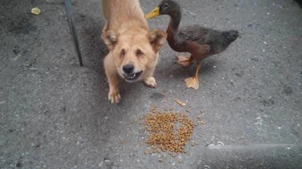狗狗被戳瞎双眼扔到路边，被捡到后竟和鸭子成了朋友，然后……