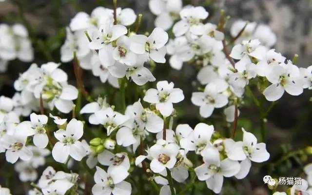 3月30日生日花语 碎米荠 3月30日是什么星座 达一风水网