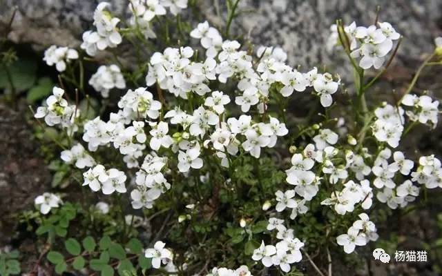 3月30日生日花语 碎米荠 3月30日是什么星座 达一风水网