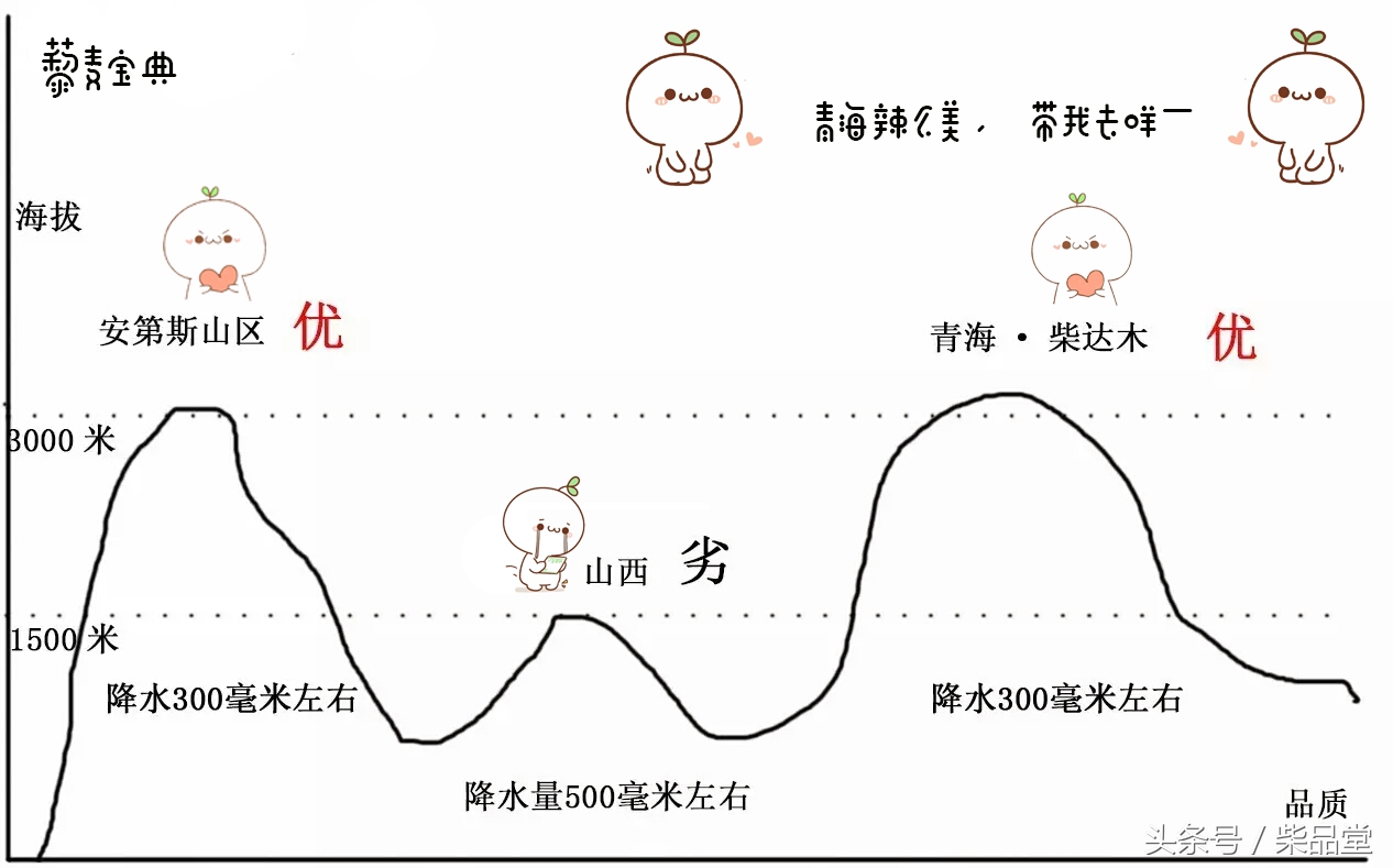 辨别藜麦优劣，别再被骗啦！