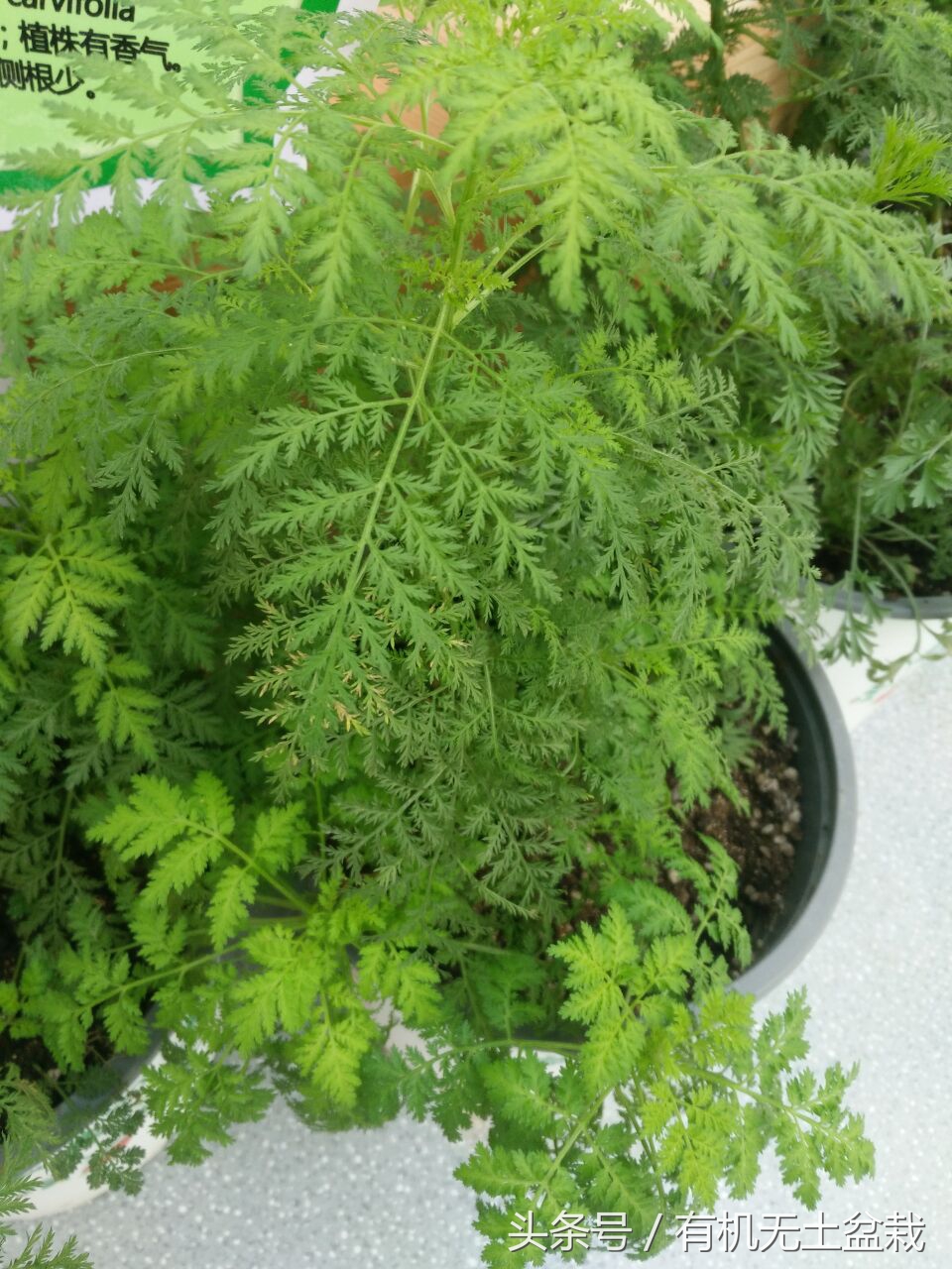 青蒿草农村叫什么（世界上唯一有效治疗疟疾的药物）