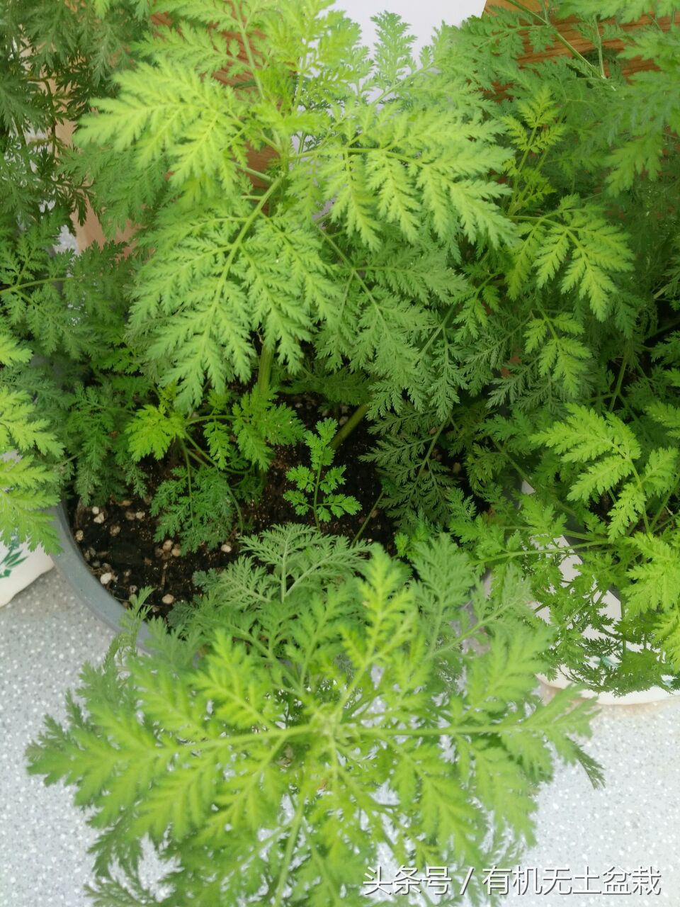 青蒿草农村叫什么（世界上唯一有效治疗疟疾的药物）