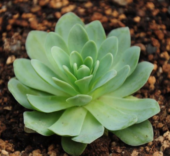 轻轻松松种养多肉植物——青凤凰