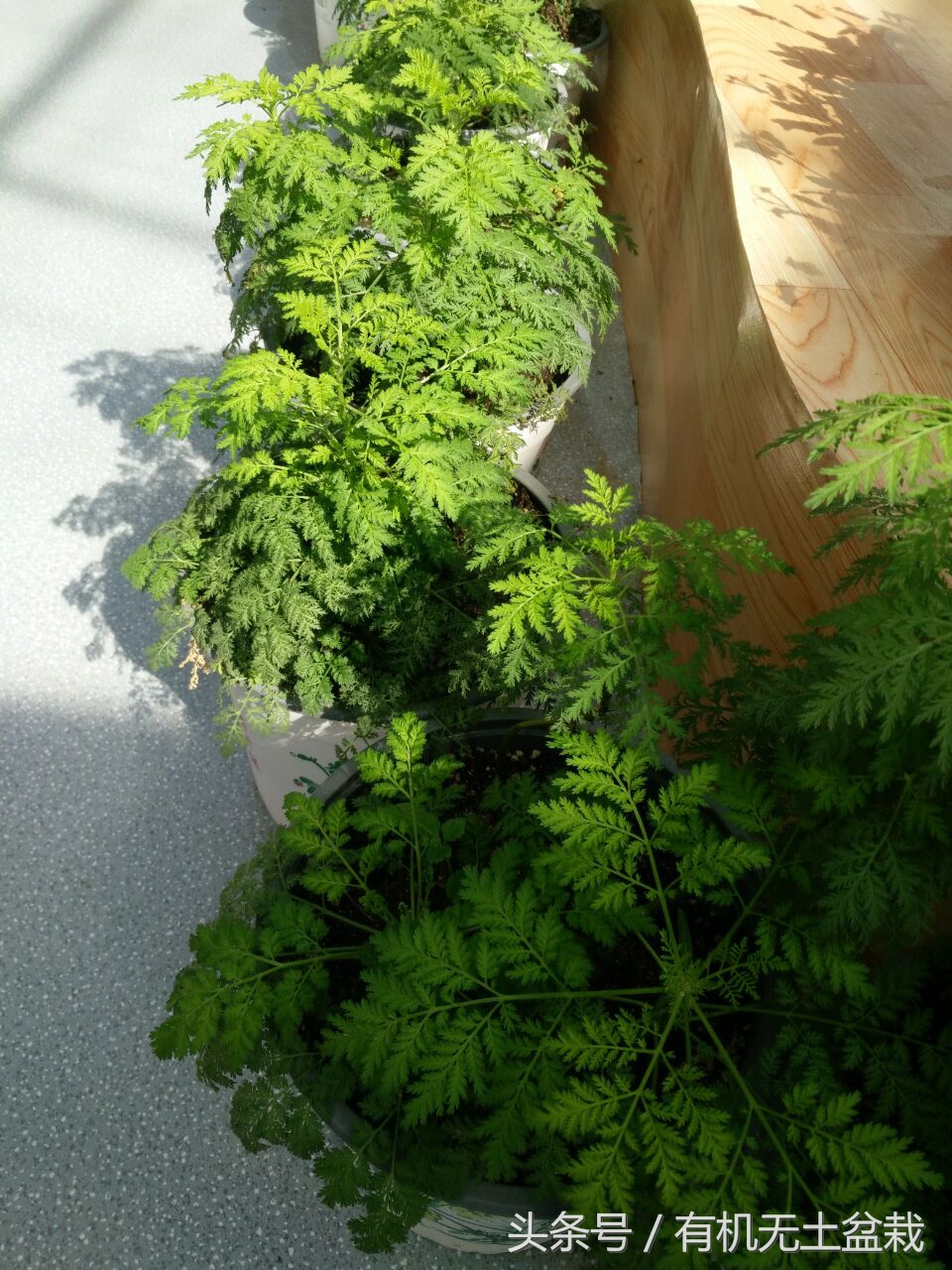 青蒿草农村叫什么（世界上唯一有效治疗疟疾的药物）