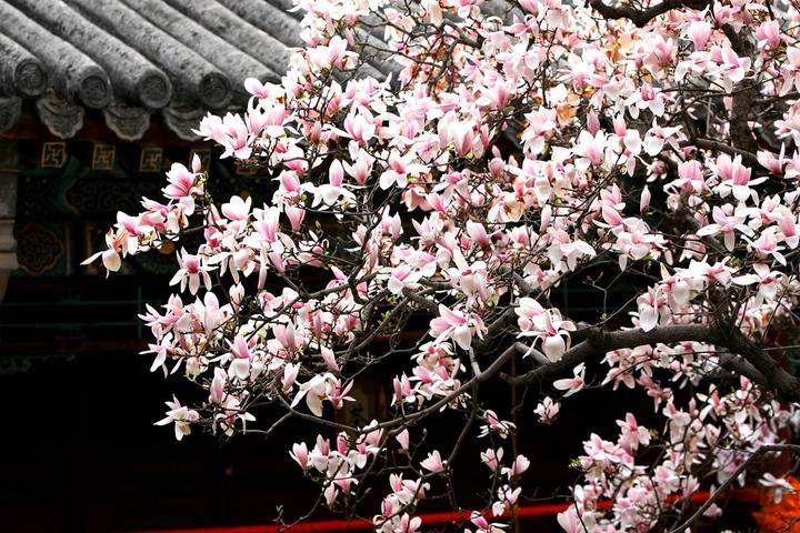 北京春季旅游最佳去处_北京春季旅游景点 - 密云旅游