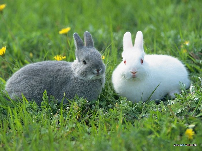 农历初一,初八,十七的兔人生于这几日的兔子,他们善良可爱,虽然这一生