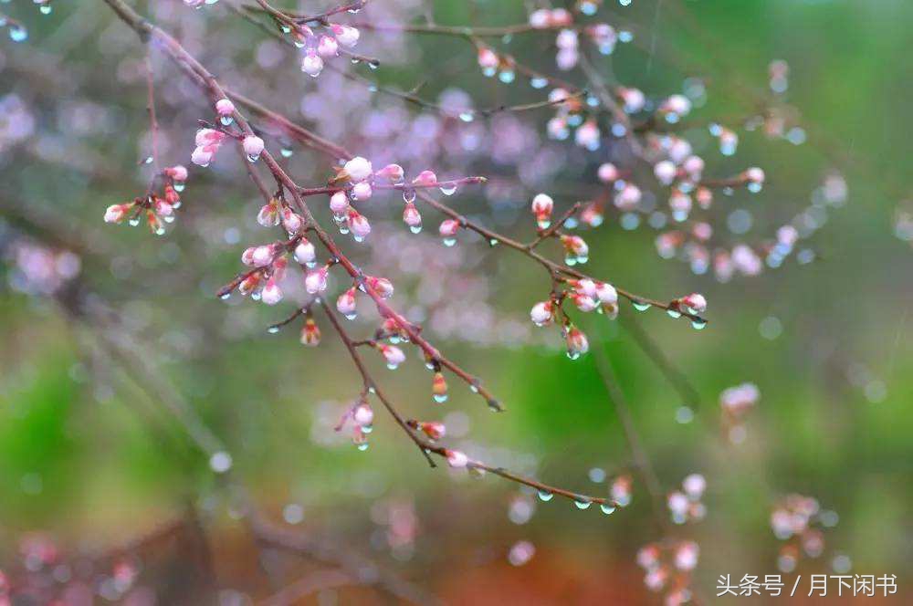 寻常诗意｜乍暖还寒春分日，最难将息连阴时