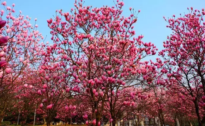 武汉最美14大“校花”出炉，颜值爆表，第一个就让我无法自拔！