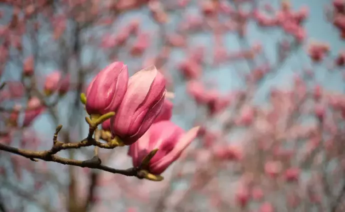 武汉最美14大“校花”出炉，颜值爆表，第一个就让我无法自拔！