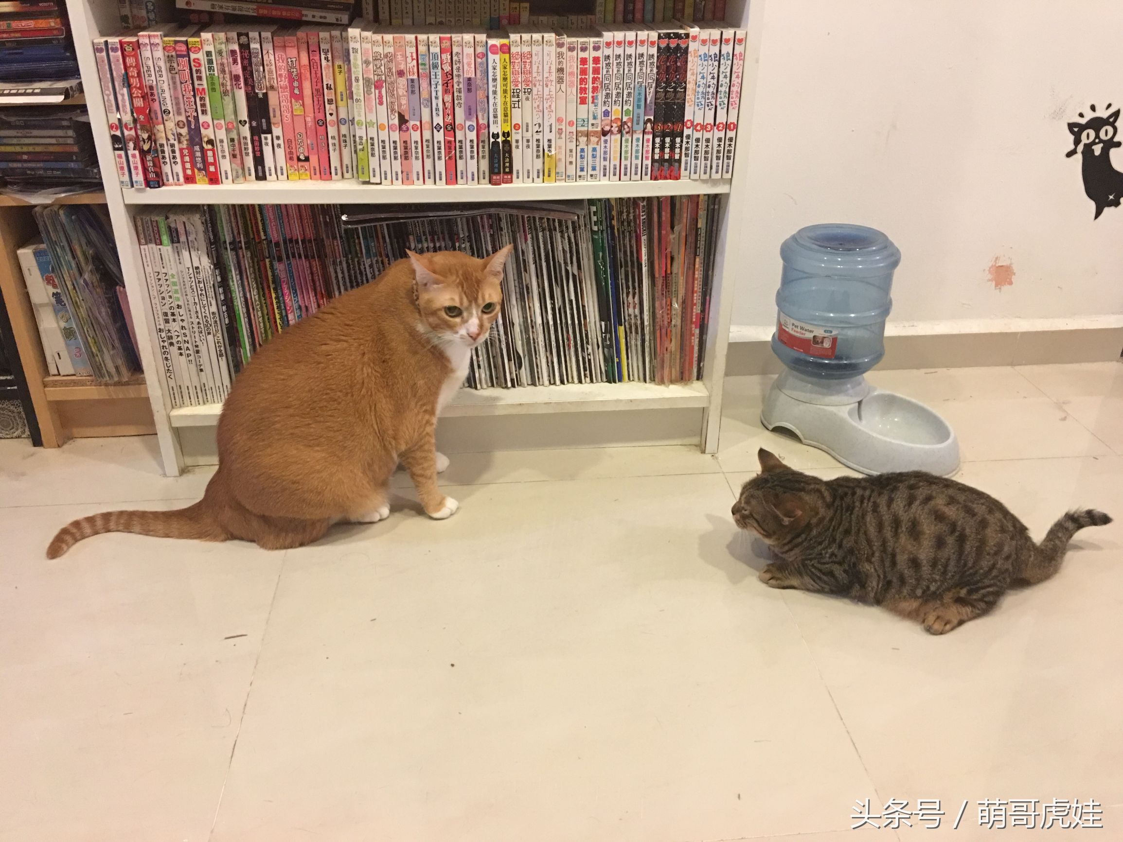 侏儒猫遇到橘猪吓到动不鸟，橘猪：地上趴的这一坨是什么鬼？