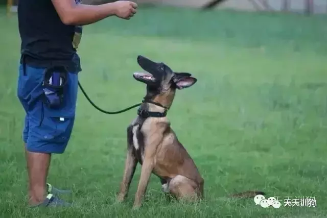 马犬几个月训练最好（训练马犬的18个动作）-第1张图片-巴山号