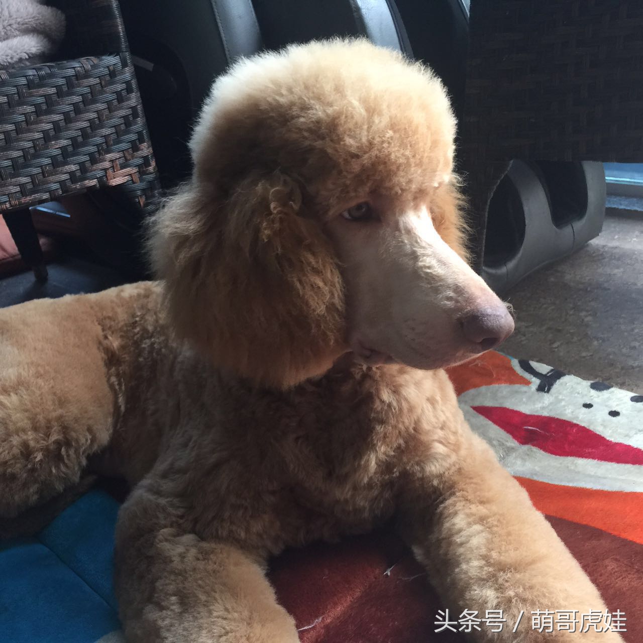 巨贵造型图片(大贵宾和哥哥一起去修毛) - 赤虎壹号