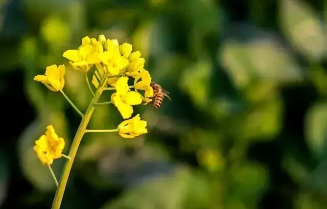 武汉最美14大“校花”出炉，颜值爆表，第一个就让我无法自拔！