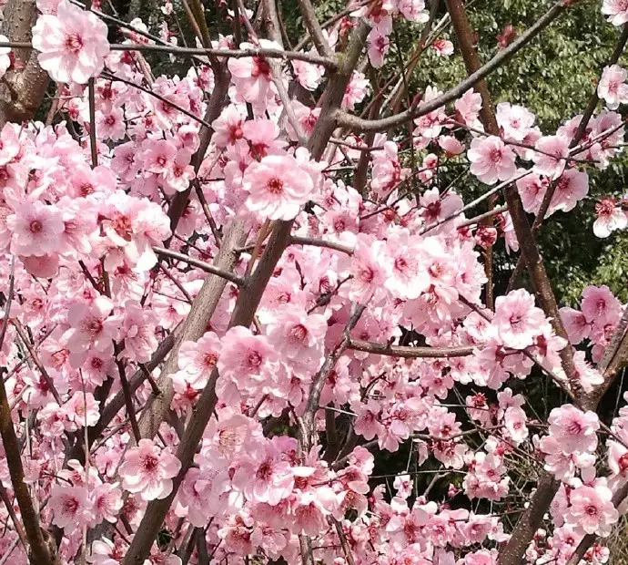 武汉最美14大“校花”出炉，颜值爆表，第一个就让我无法自拔！