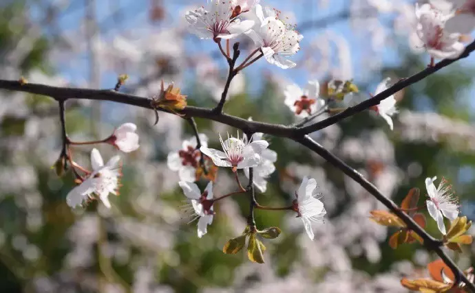 武汉最美14大“校花”出炉，颜值爆表，第一个就让我无法自拔！