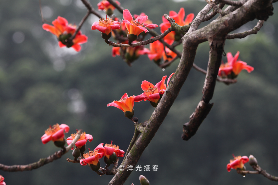 趁着花季快去看，这种木棉花不多见，整个广州也仅此一棵