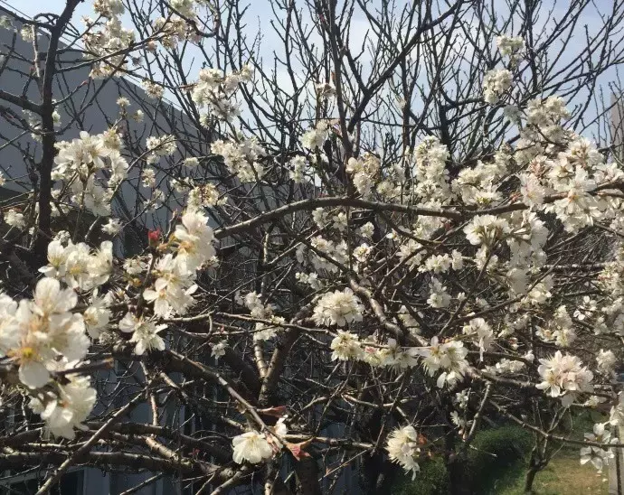 武汉最美14大“校花”出炉，颜值爆表，第一个就让我无法自拔！