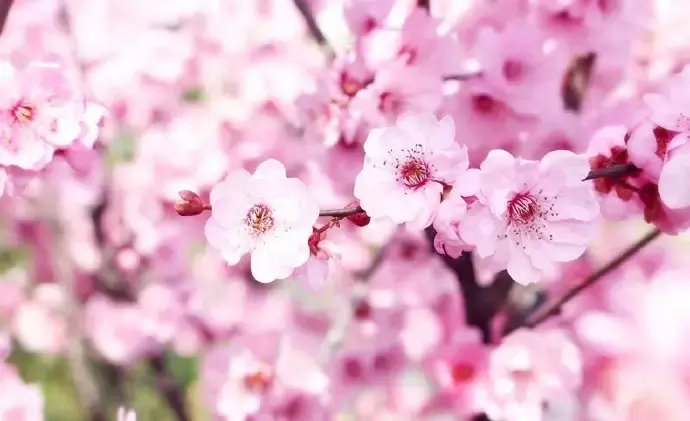 武汉最美14大“校花”出炉，颜值爆表，第一个就让我无法自拔！