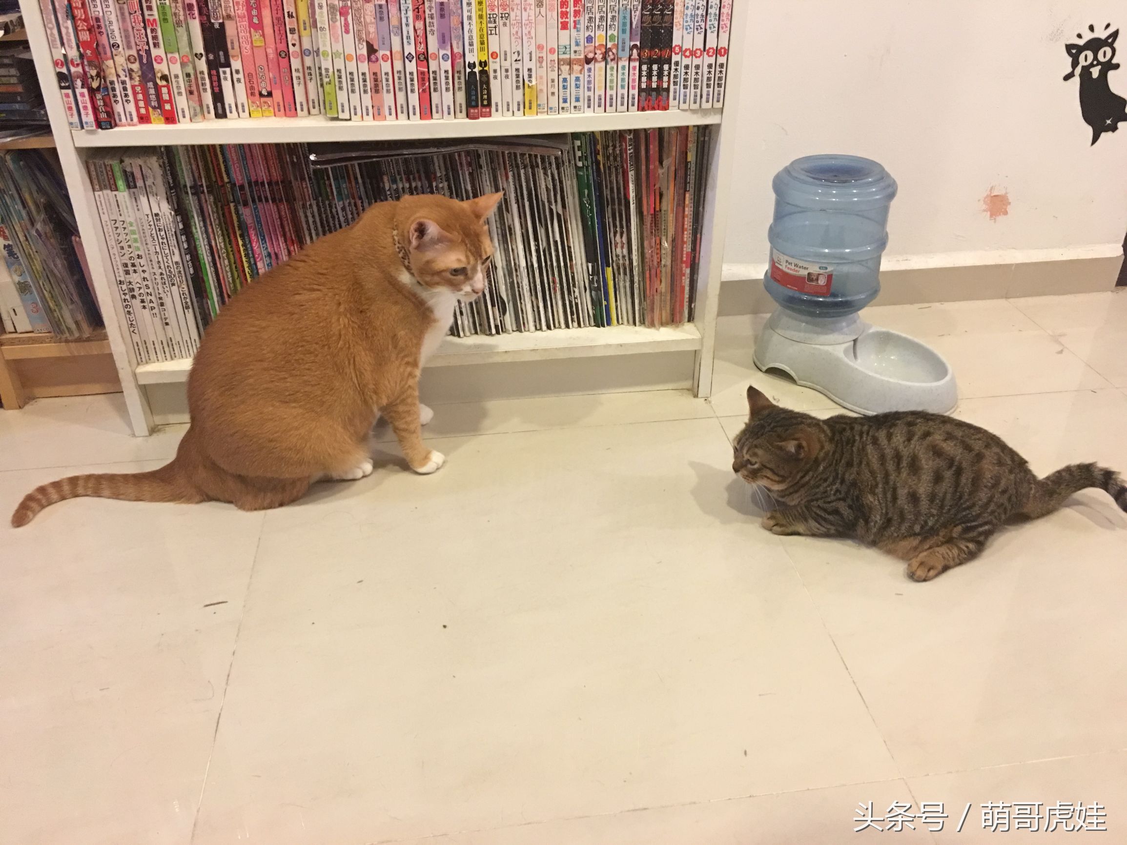 侏儒猫遇到橘猪吓到动不鸟，橘猪：地上趴的这一坨是什么鬼？