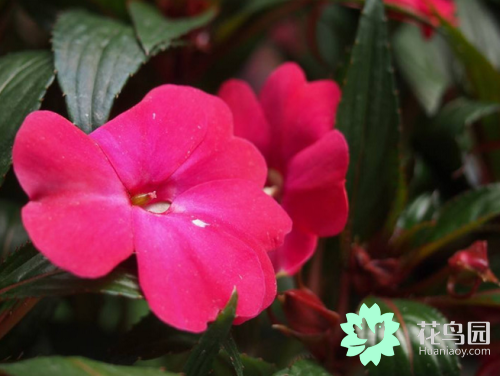 凤仙花生长过程（凤仙花的生长过程及种植方法）