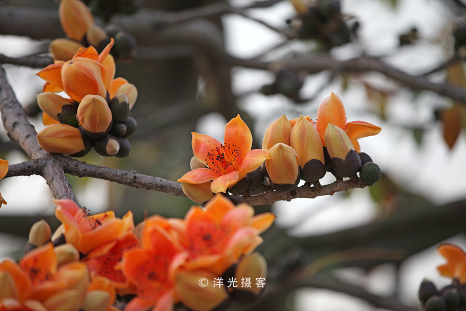 趁着花季快去看，这种木棉花不多见，整个广州也仅此一棵