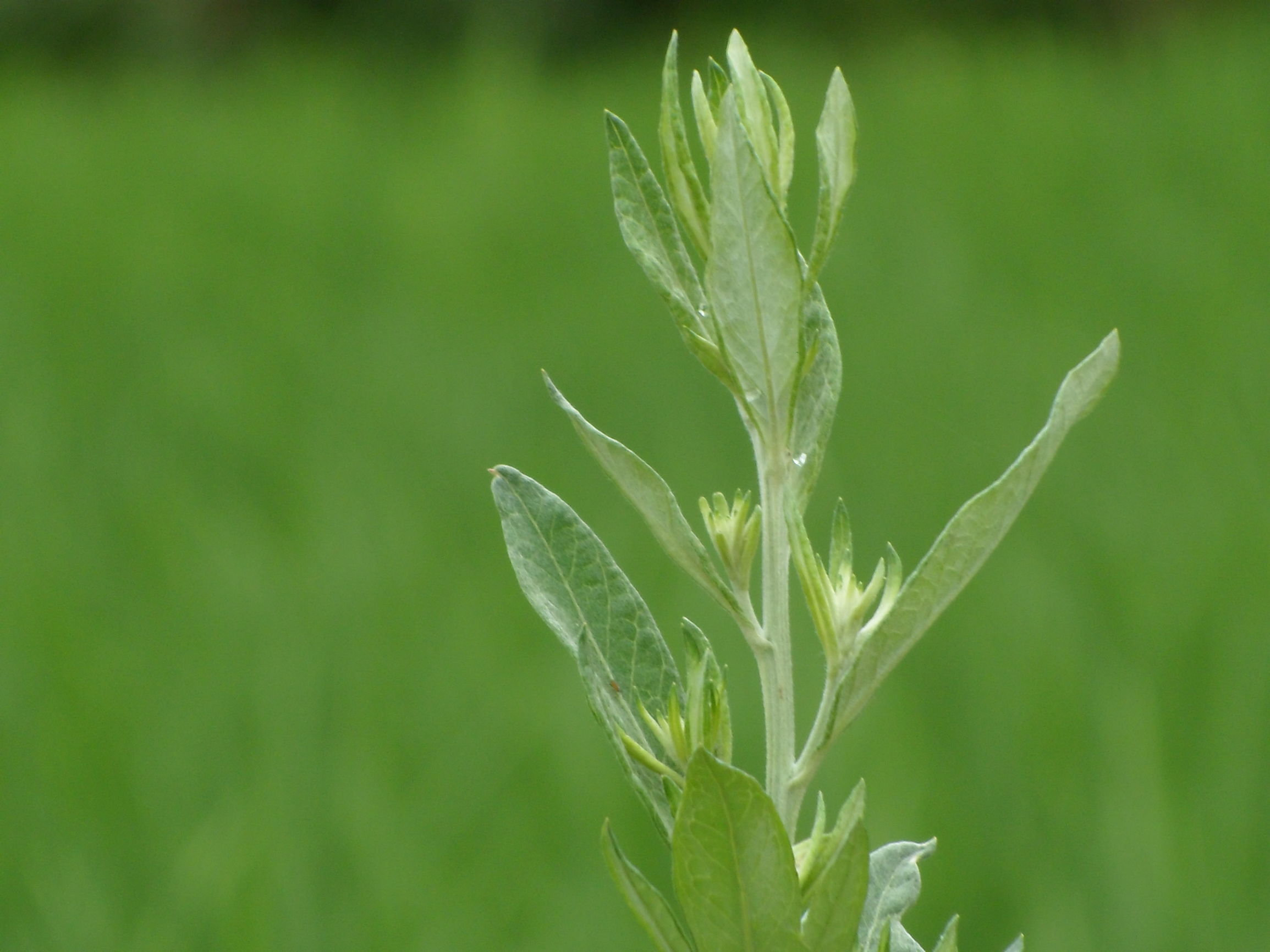 图说丨端午悬庭之艾草:纯阳之性,通十二经,能灸百病