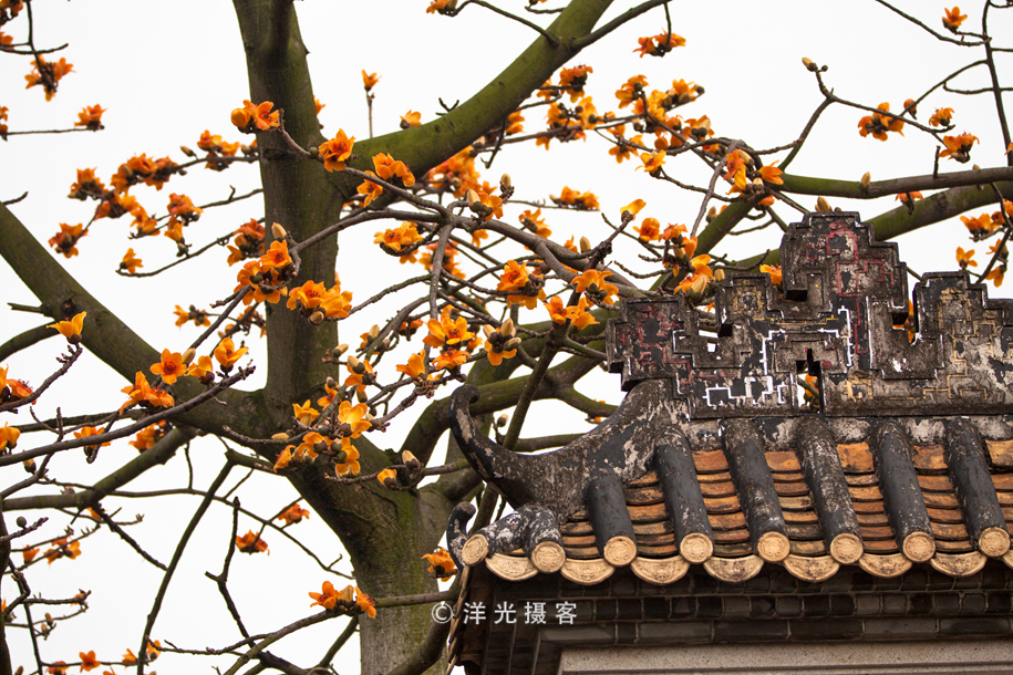 趁着花季快去看，这种木棉花不多见，整个广州也仅此一棵