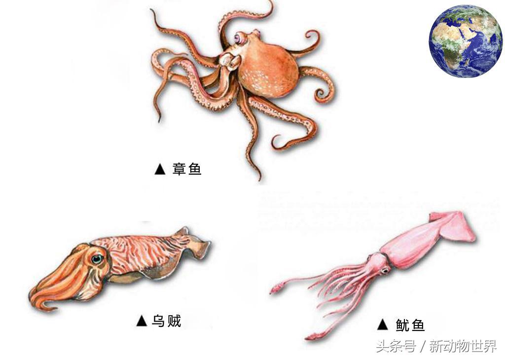 乌贼 鱿鱼 区别(图文讲解二者之间的区别)