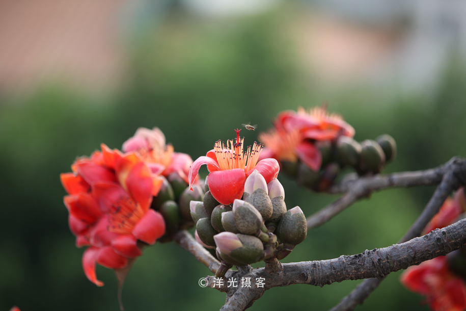 趁着花季快去看，这种木棉花不多见，整个广州也仅此一棵